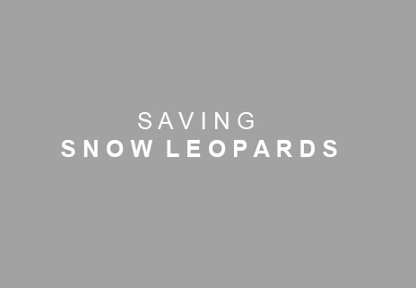 SAVING SNOW LEOPARDS
