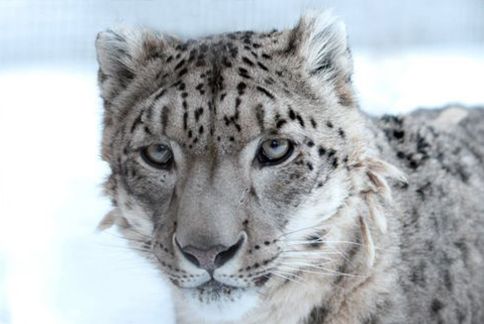 Snow Leopard Conservancy